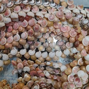 تصویر اصلی صدف مدل حلزونی